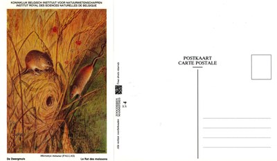 004 Le Rat des moissons - De Dwergmuis.jpg