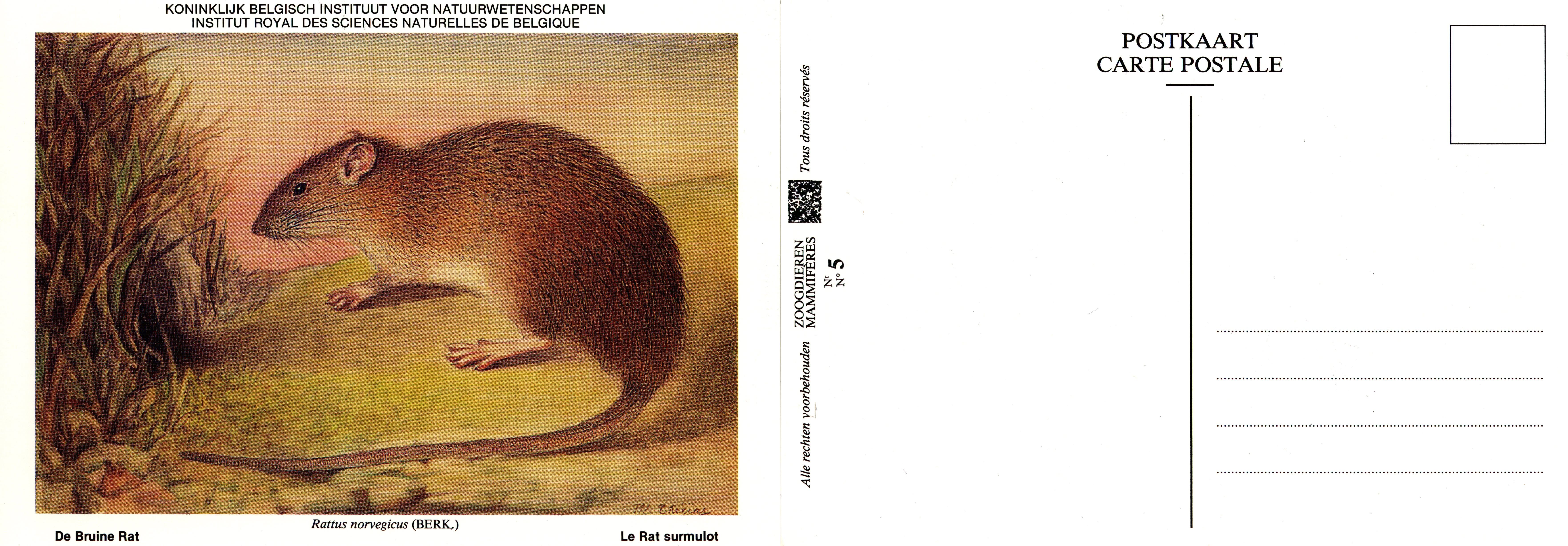 005 Le Rat surmulot - De Bruine Rat.jpg