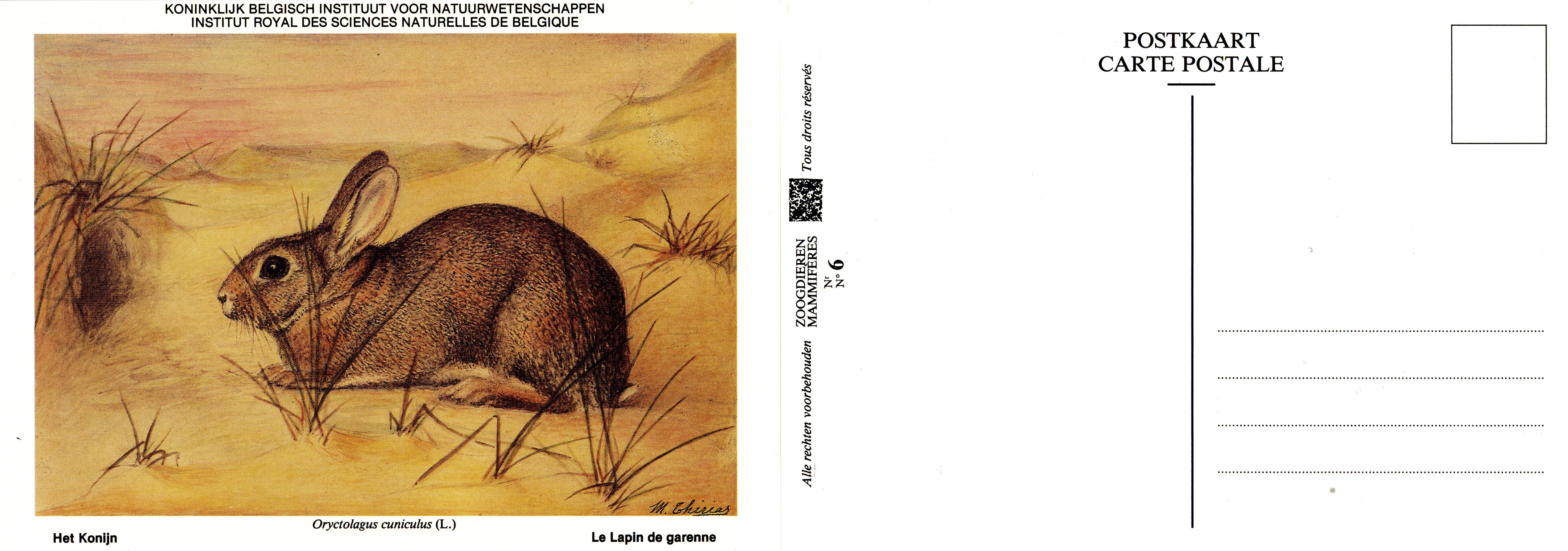 006 Le Lapin de garenne - Het Konijn.jpg