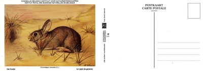 006 Le Lapin de garenne - Het Konijn.jpg