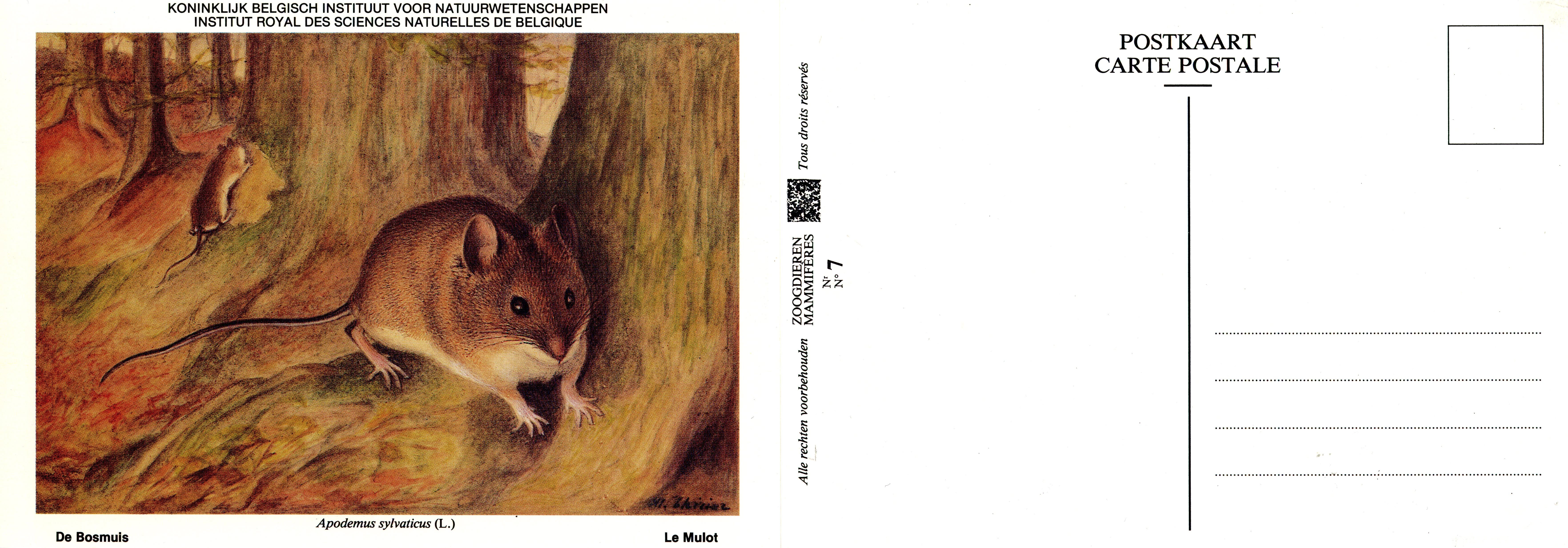 007 Le Mulot - De Bosmuis.jpg