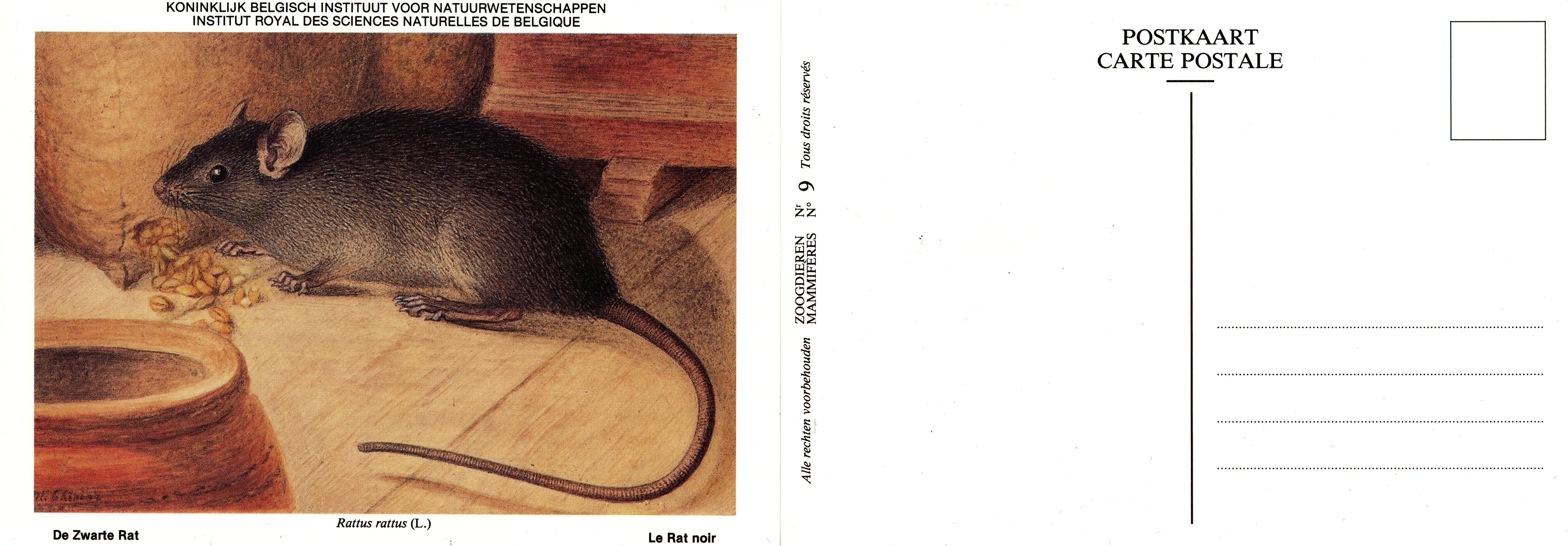 009 Le Rat noir - De Zwarte Rat.jpg