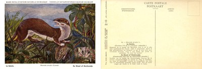 010 La Belette - De Wezel of Muishondje.jpg