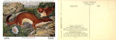 011 L'Hermine (pelage d'été) - De Hermelijn (zomervacht).jpg