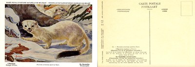 012 L'Hermine (pelage d'hiver) - De Hermelijn (wintervacht).jpg