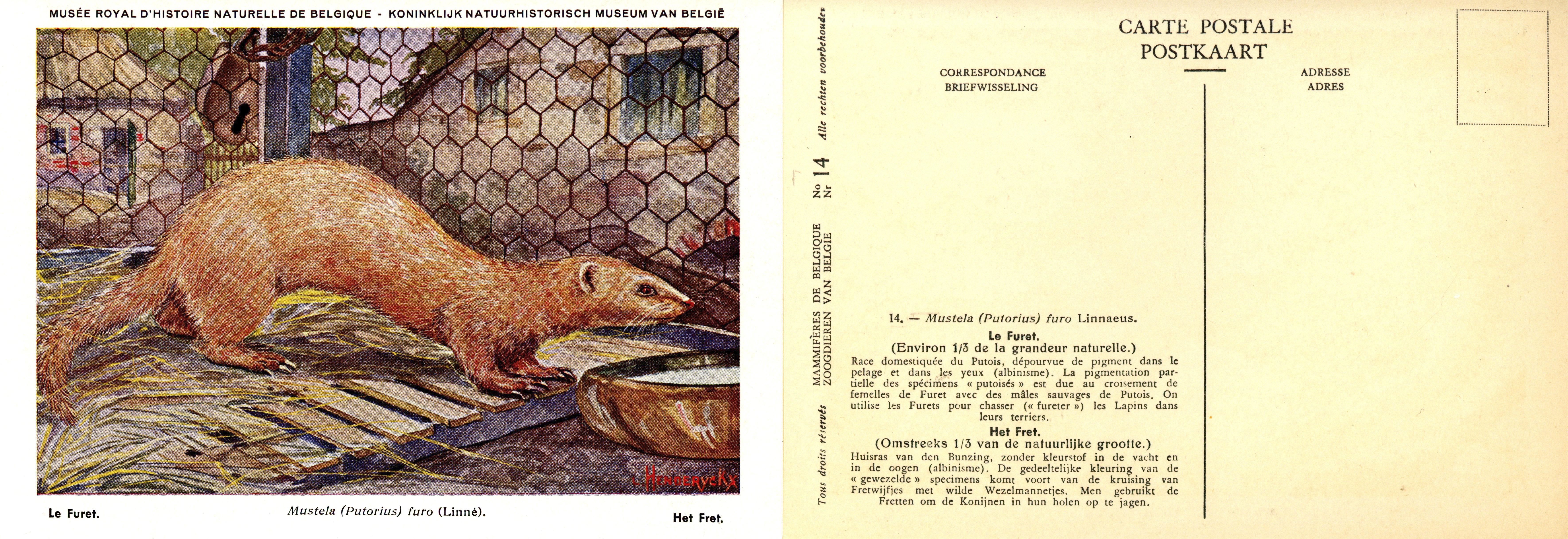 014 Le Furet - Het Fret.jpg