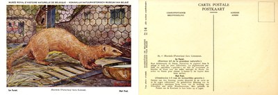 014 Le Furet - Het Fret.jpg