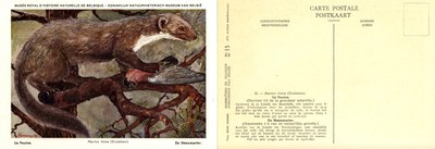 015 La Fouine - De Steenmarter.jpg