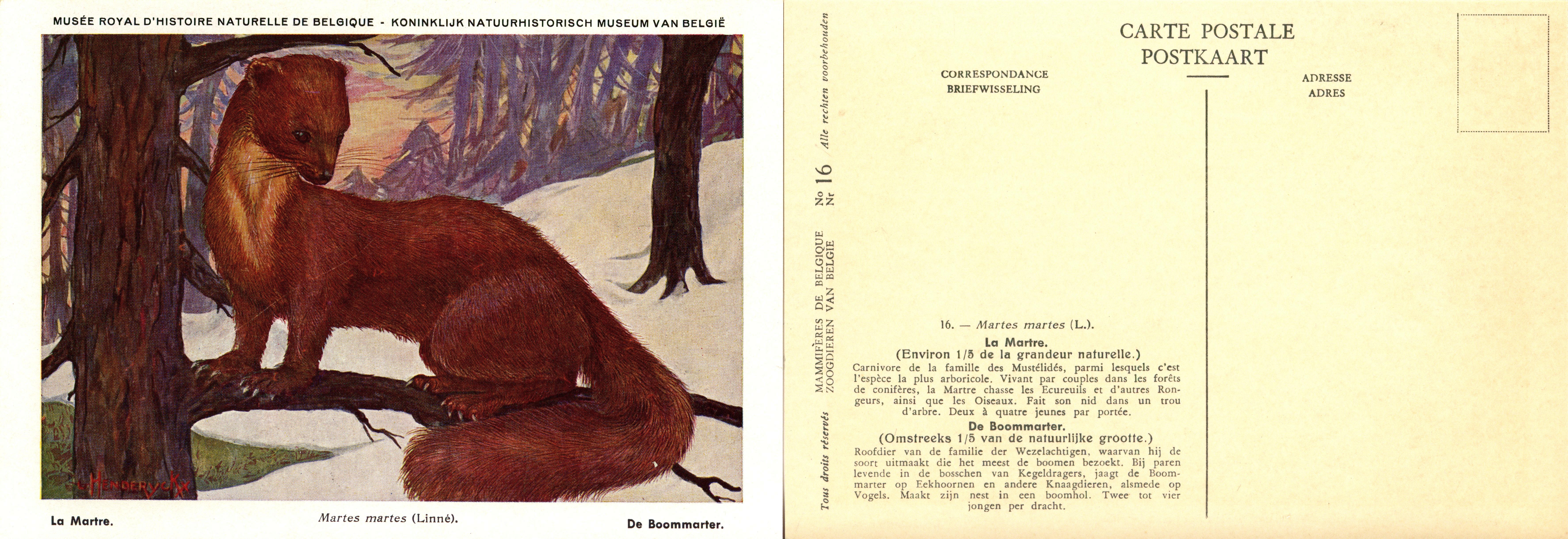 016 Le Martre - De Boommarter.jpg