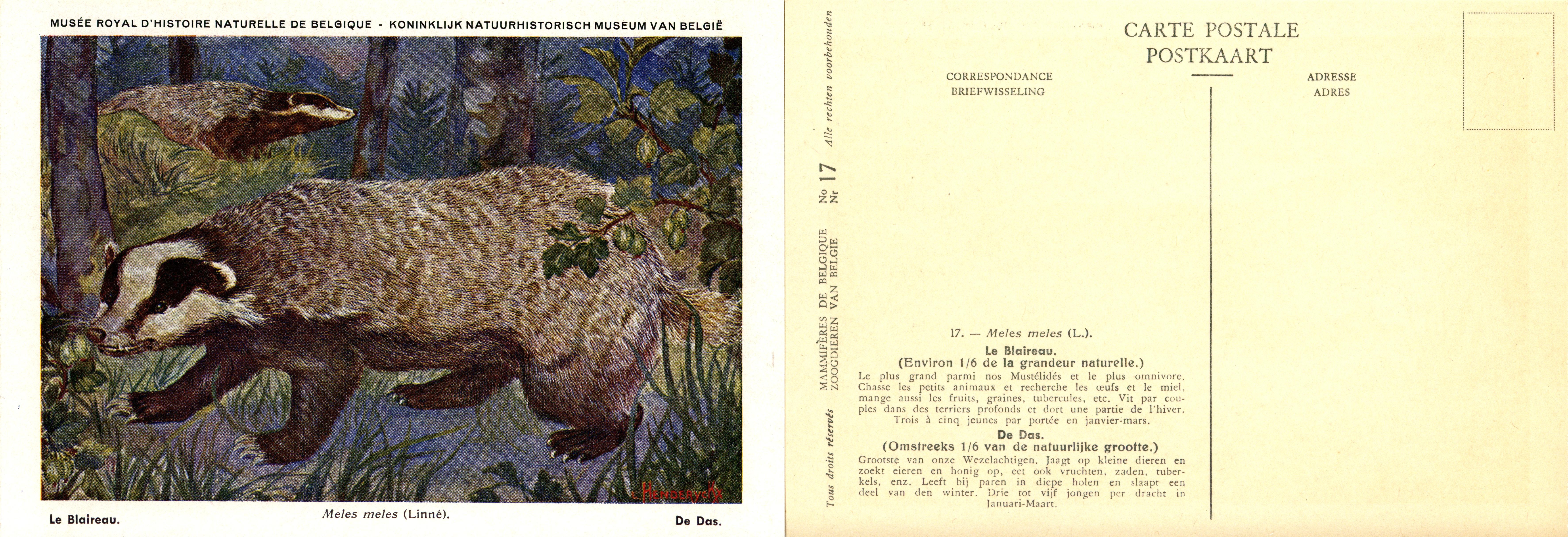 017 Le Blaireau - De Das.jpg