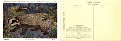 017 Le Blaireau - De Das.jpg