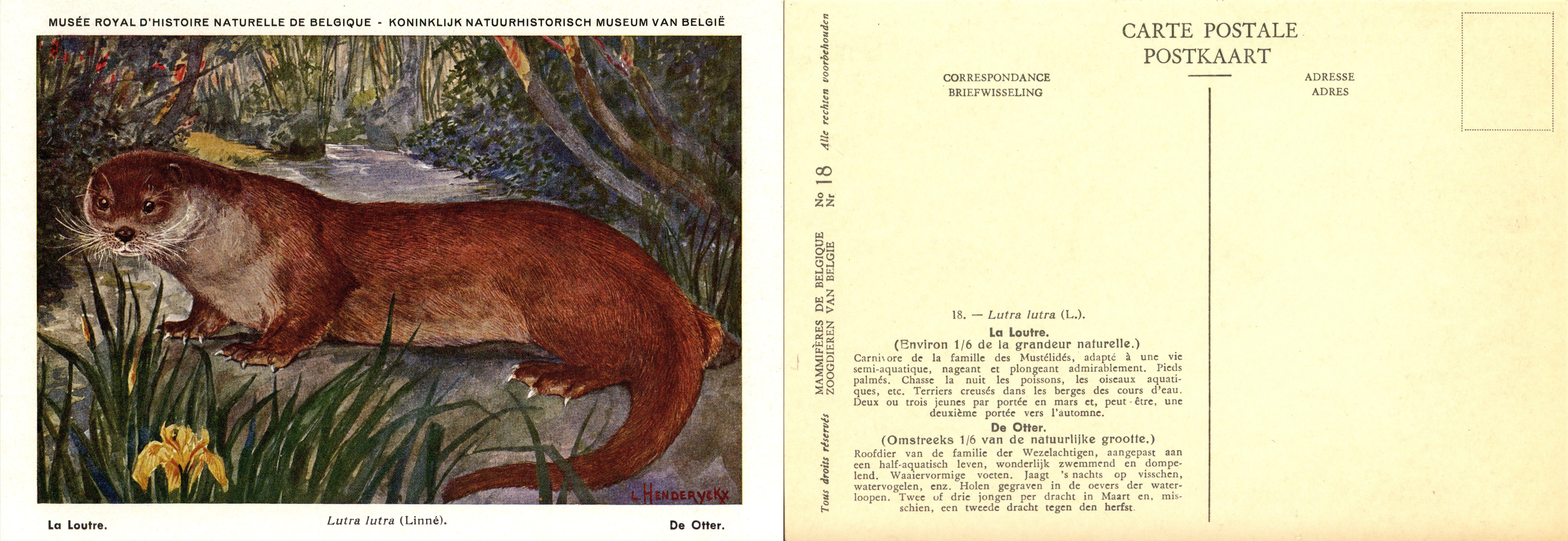 018 La Loutre - De Otter.jpg