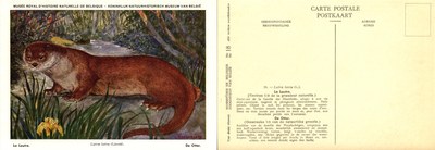 018 La Loutre - De Otter.jpg