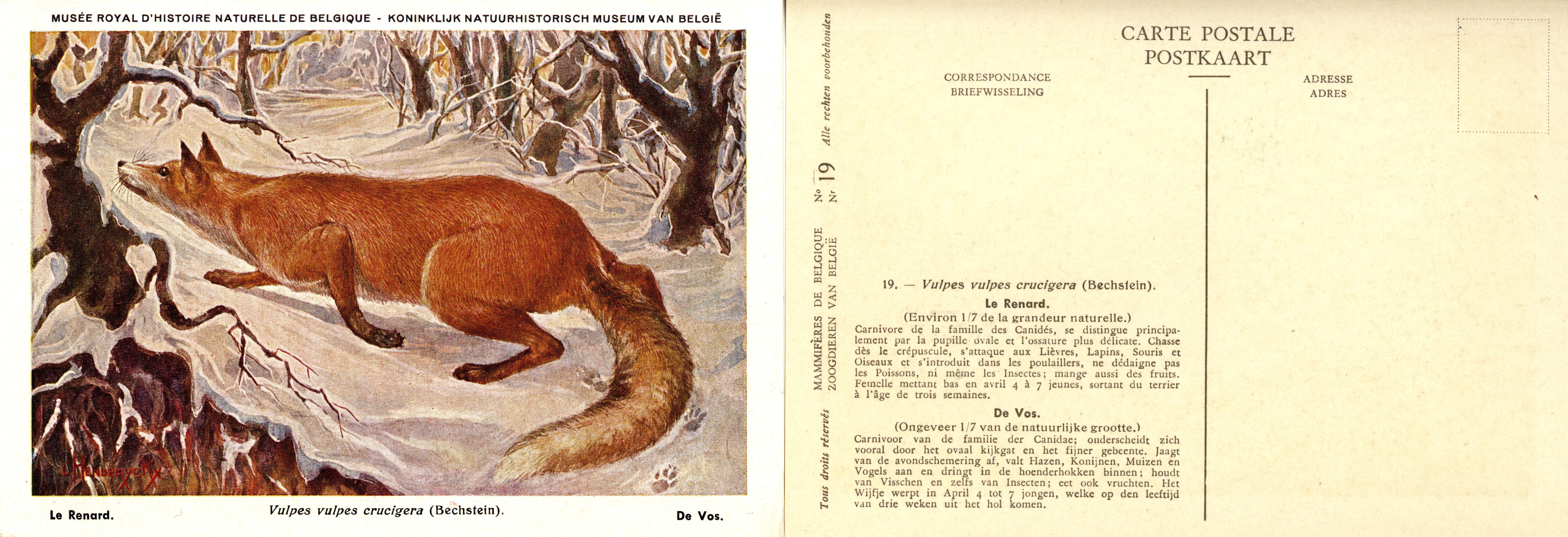 019 Le Renard - De Vos.jpg