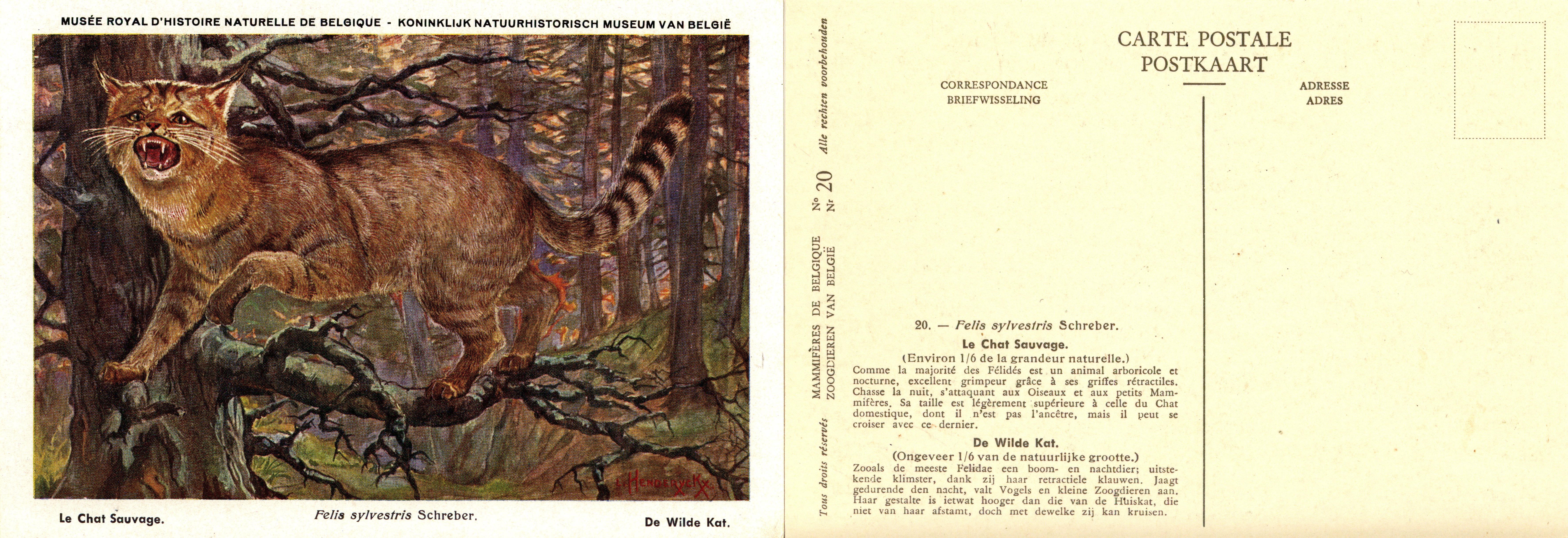 020 Le Chat Sauvage - De Wilde Kat.jpg