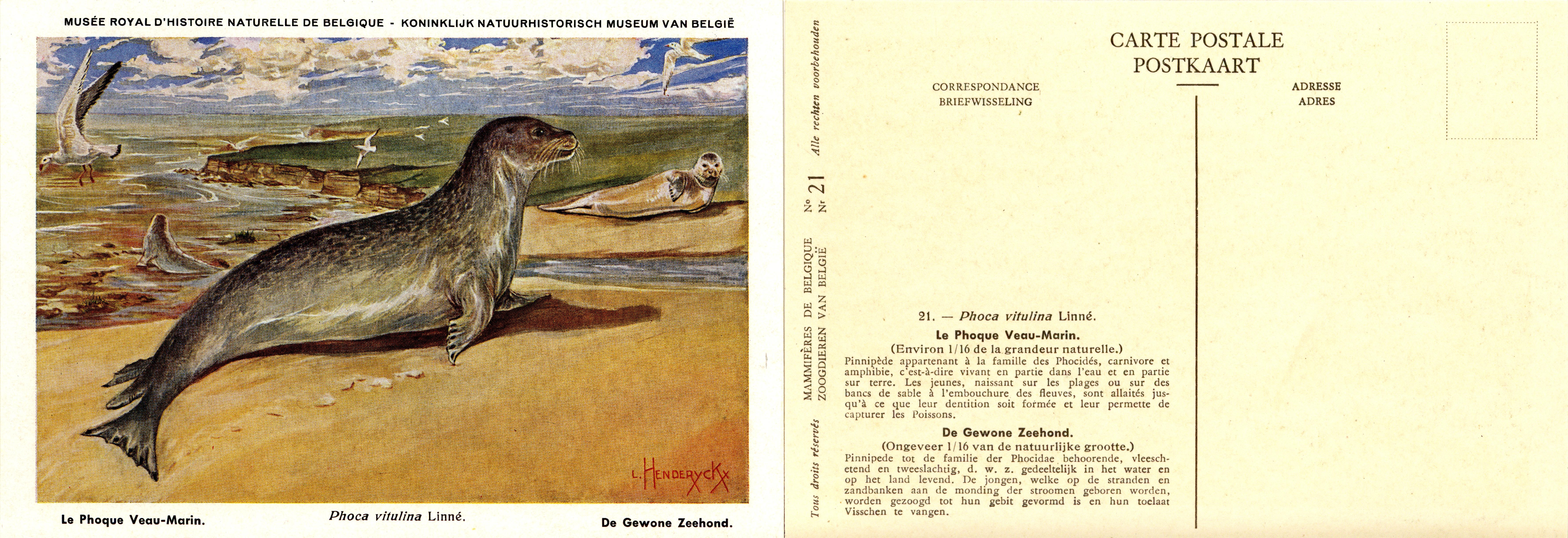 021 Le Phoque Veau-Marin - De Gewone Zeehond.jpg