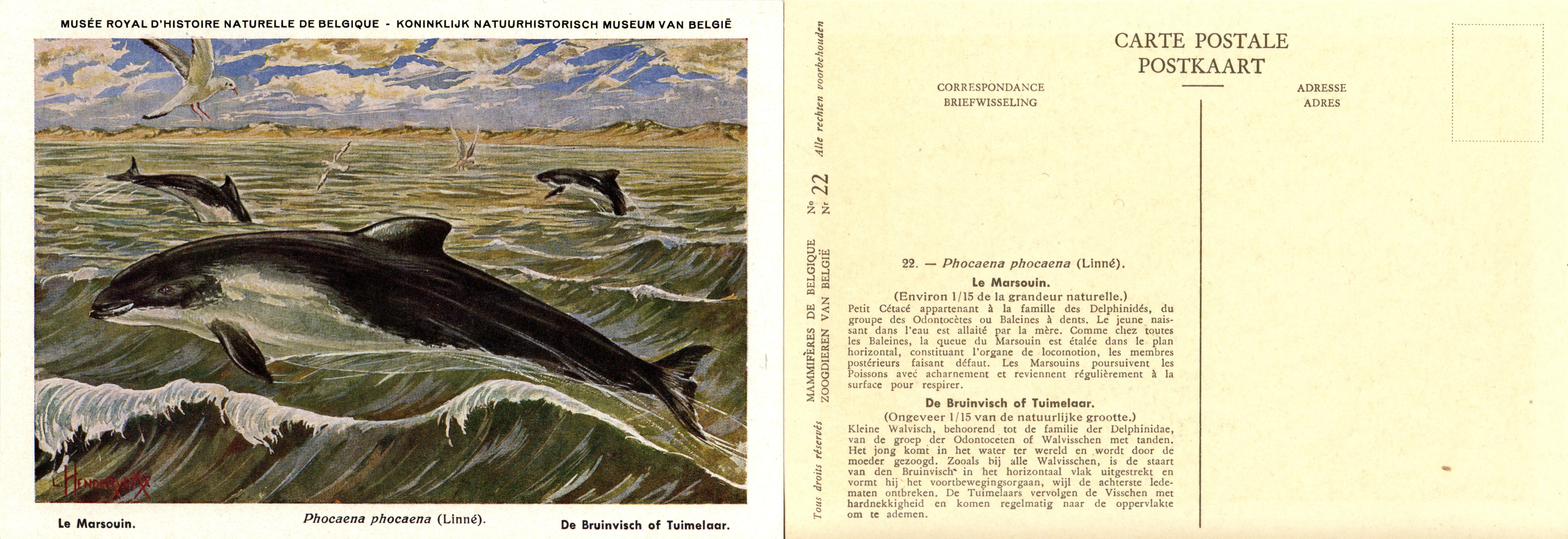 022 Le Marsouin - De Bruinvisch of Tuimelaar.jpg