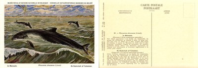 022 Le Marsouin - De Bruinvisch of Tuimelaar.jpg