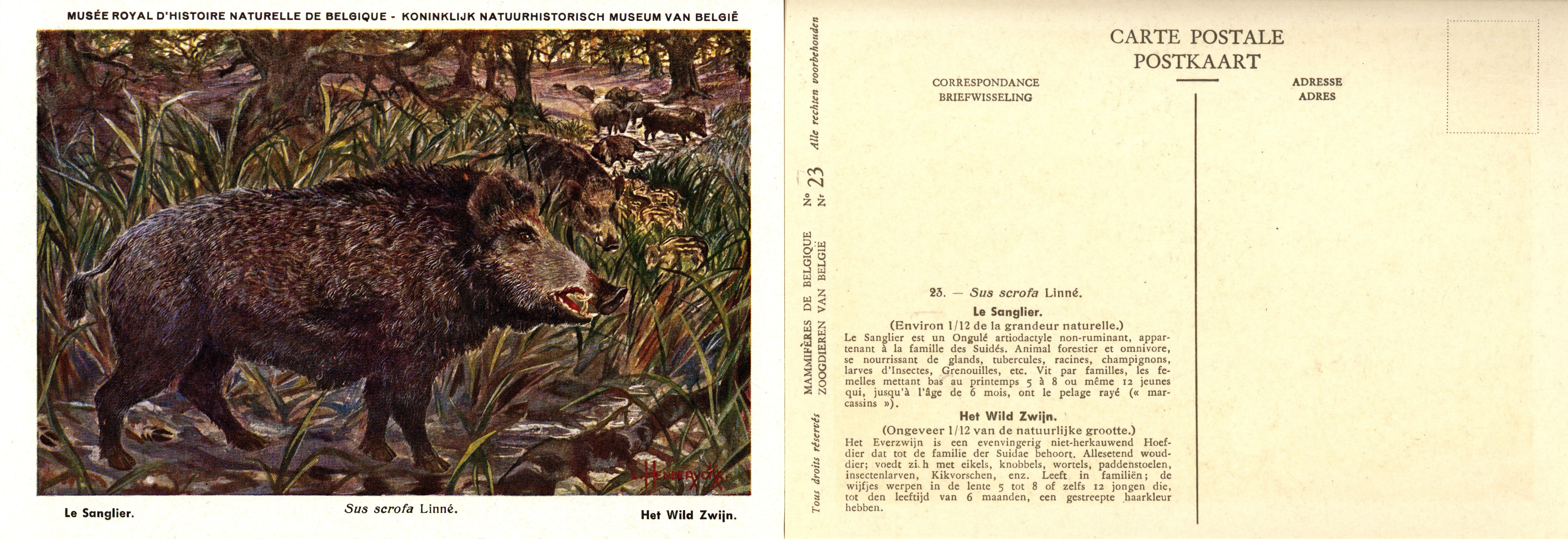 023 Le Sanglier - Het Wild Zwijn.jpg