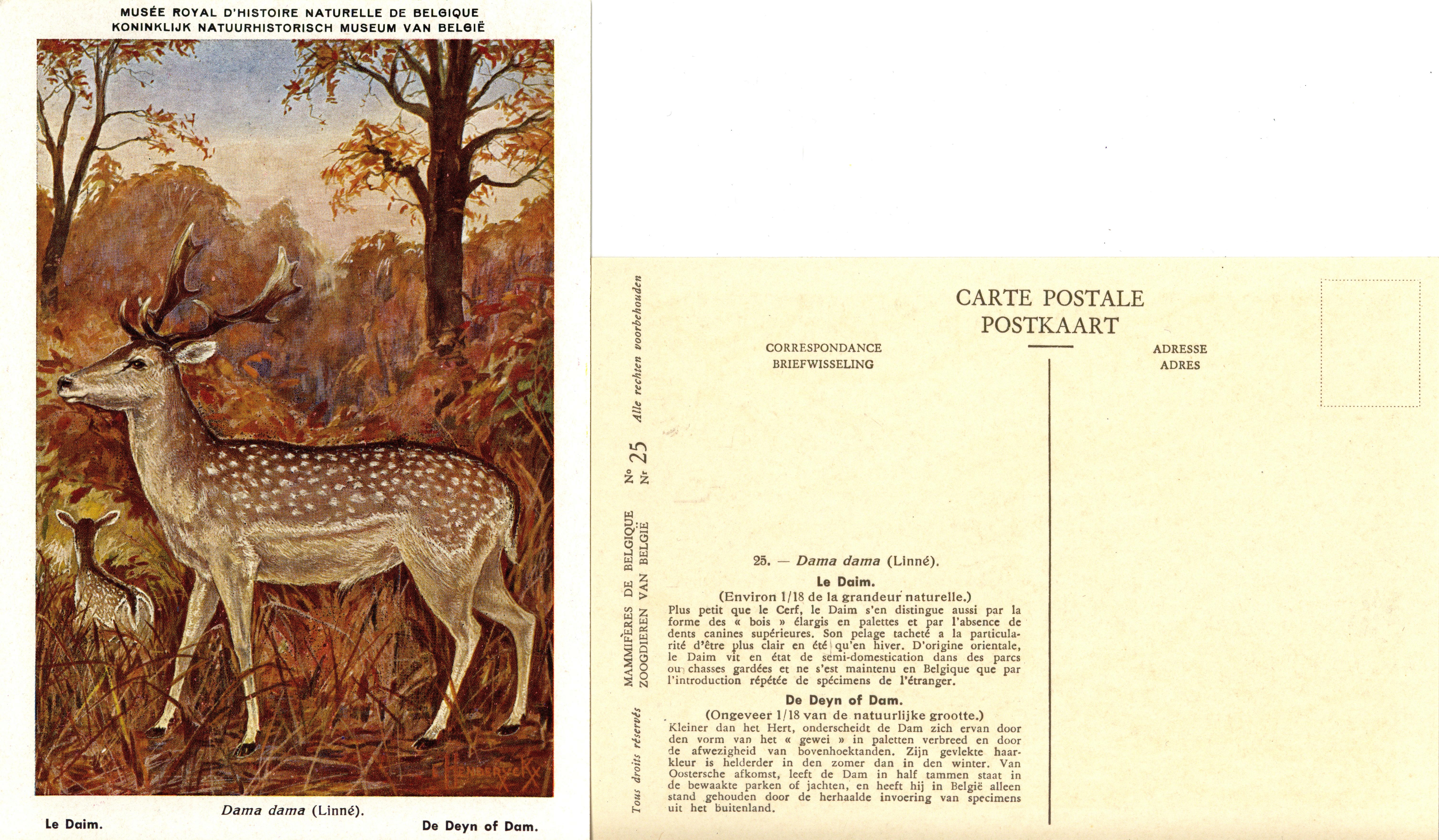 025 Le Daim - De Dayn of Dam.jpg