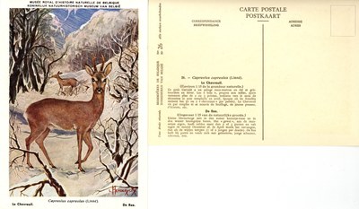 026 Le Chevreuil - De Ree.jpg