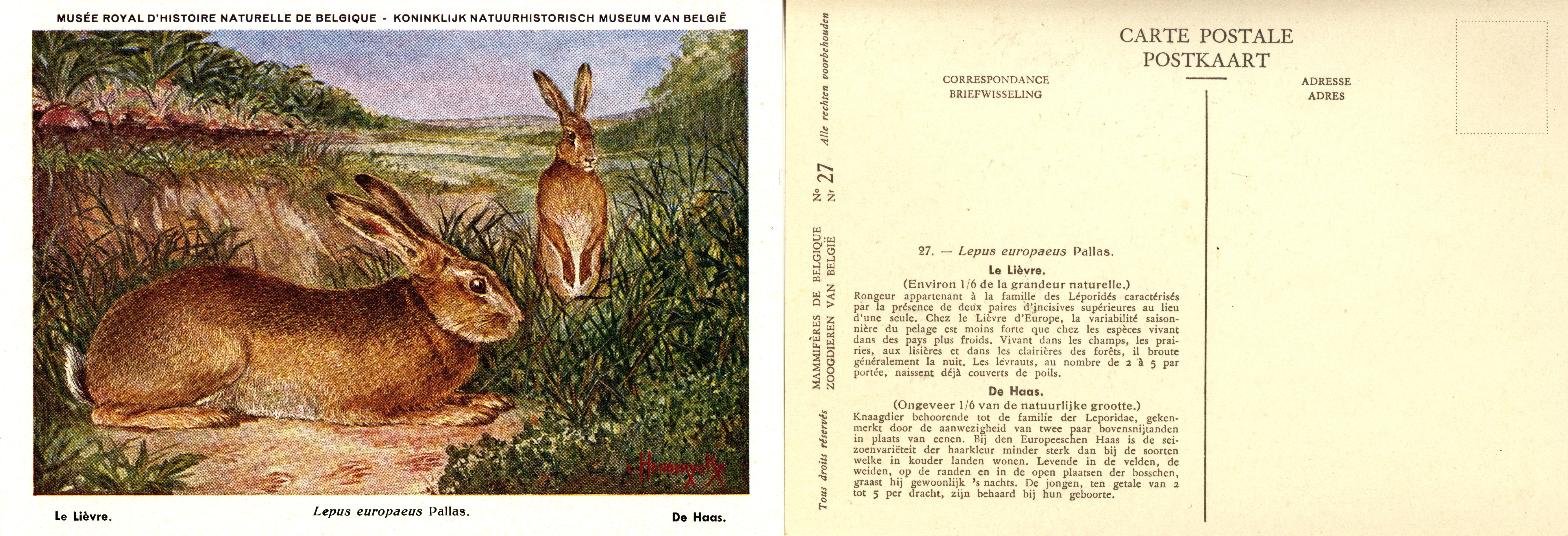 027 Le Lièvre - De Haas.jpg
