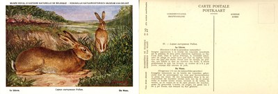 027 Le Lièvre - De Haas.jpg