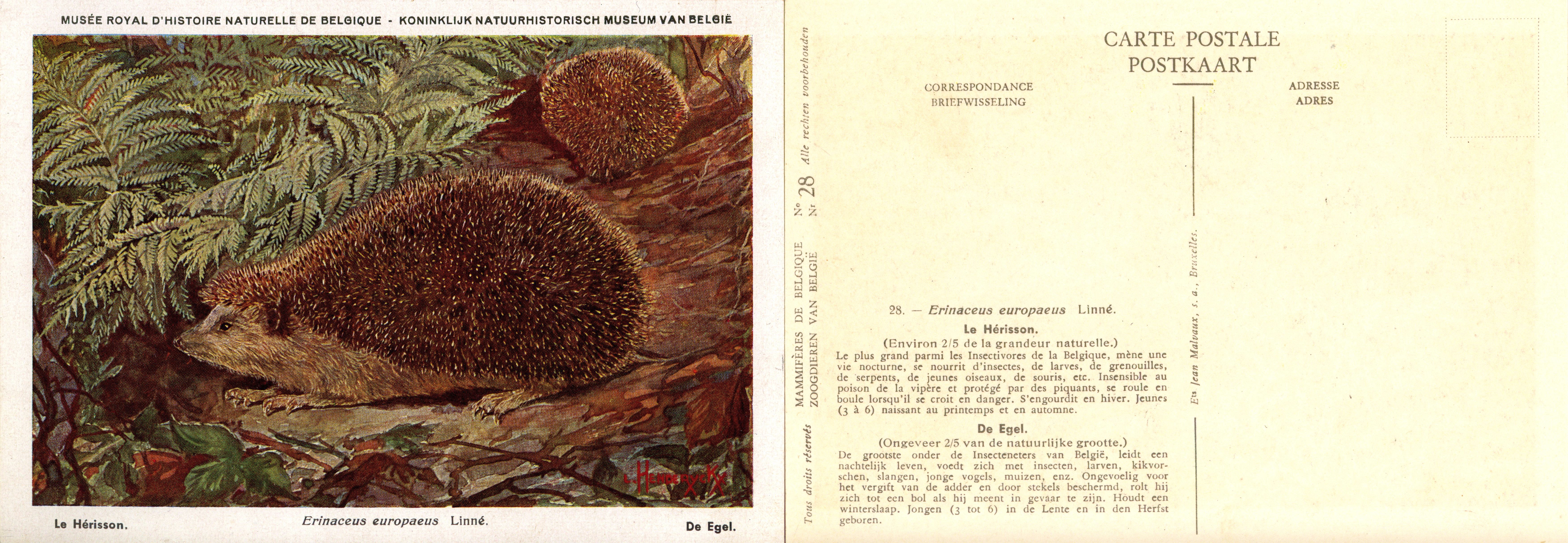 028 Le Hérisson - De Egel.jpg