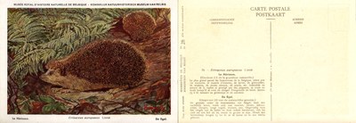 028 Le Hérisson - De Egel.jpg