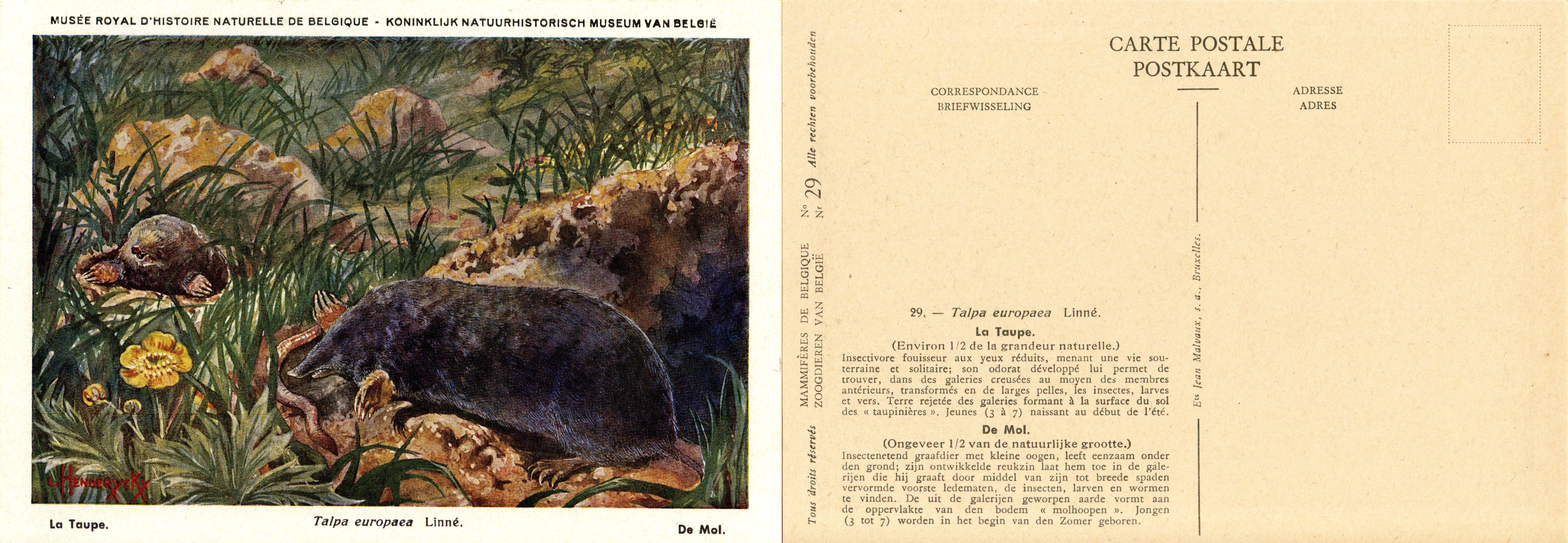 029 La Taupe - De Mol.jpg