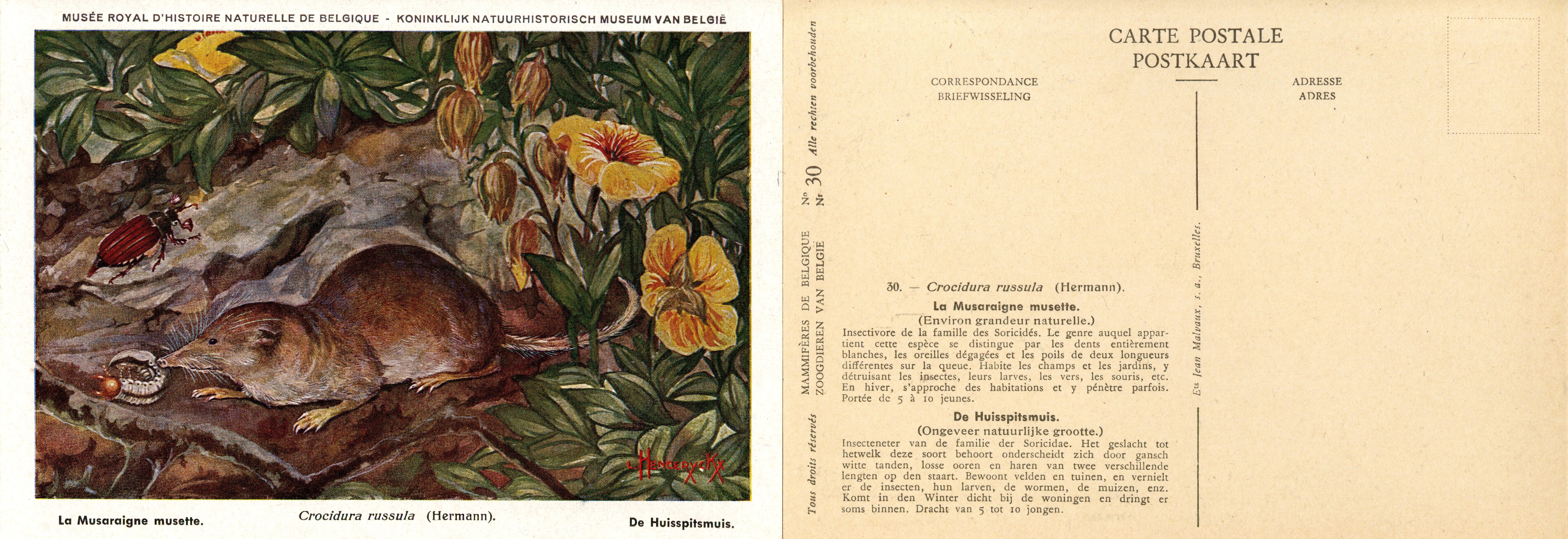 030 La Musaraigne musette - De Huisspitsmuis.jpg