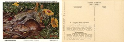 030 La Musaraigne musette - De Huisspitsmuis.jpg