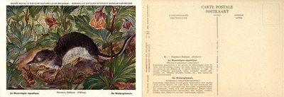 031 La Musaraigne aquatique - De Waterspitsmuis.jpg