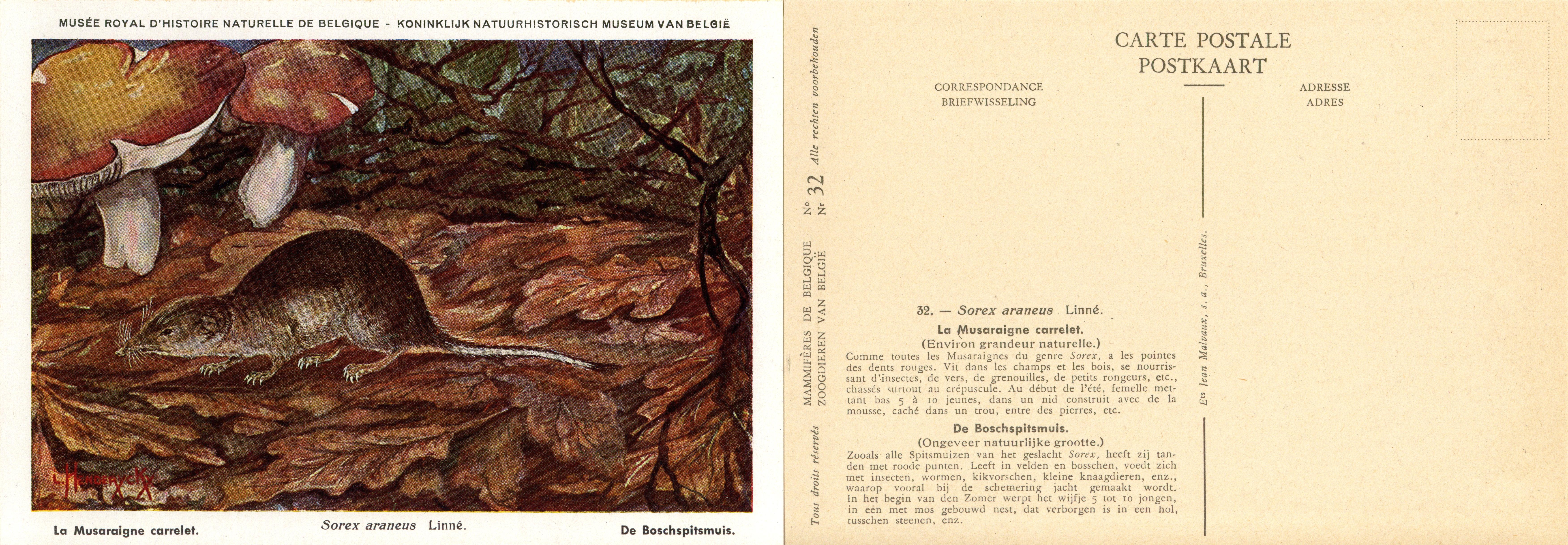 032 La Musaraigne carrelet - De Boschspitsmuis.jpg