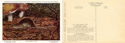 032 La Musaraigne carrelet - De Boschspitsmuis.jpg