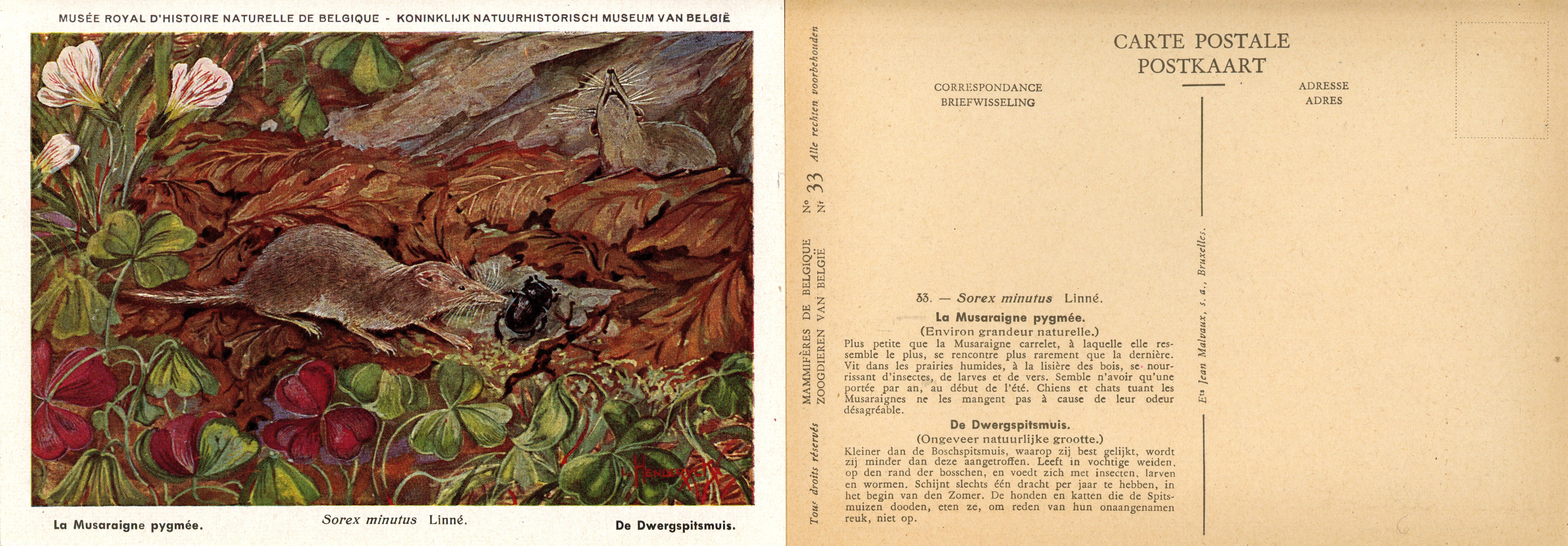 033 La Musaraigne pygmée - De Dwergspitsmuis.jpg