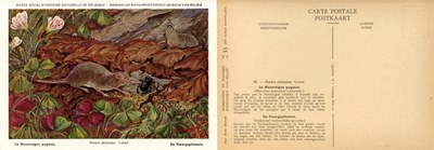 033 La Musaraigne pygmée - De Dwergspitsmuis.jpg