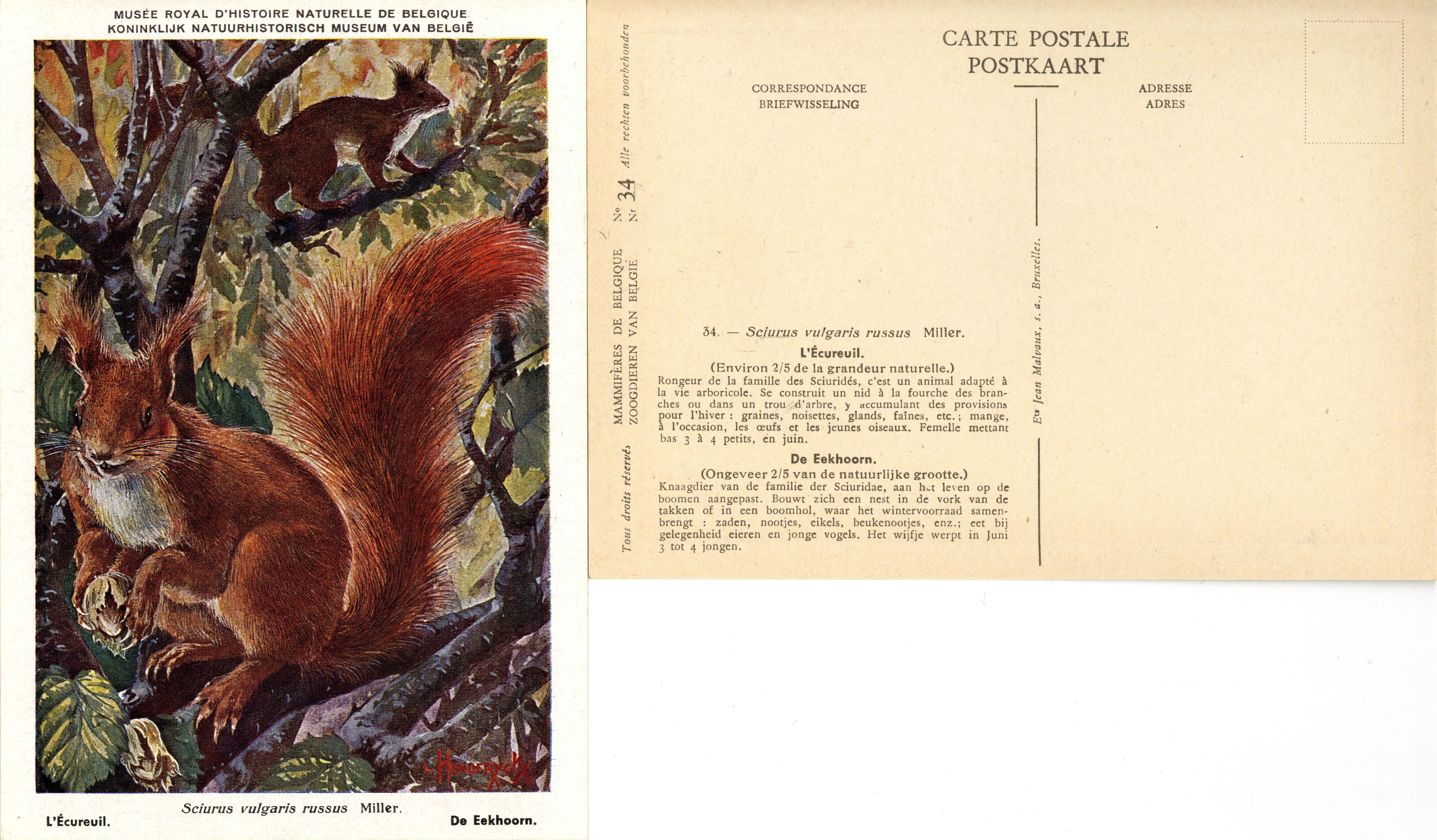 034 L'Ecureuil - De Eekhoorn.jpg