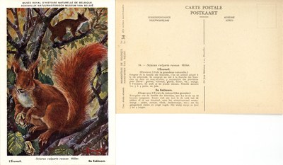 034 L'Ecureuil - De Eekhoorn.jpg