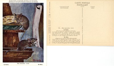 035 La Souris - De Muis.jpg