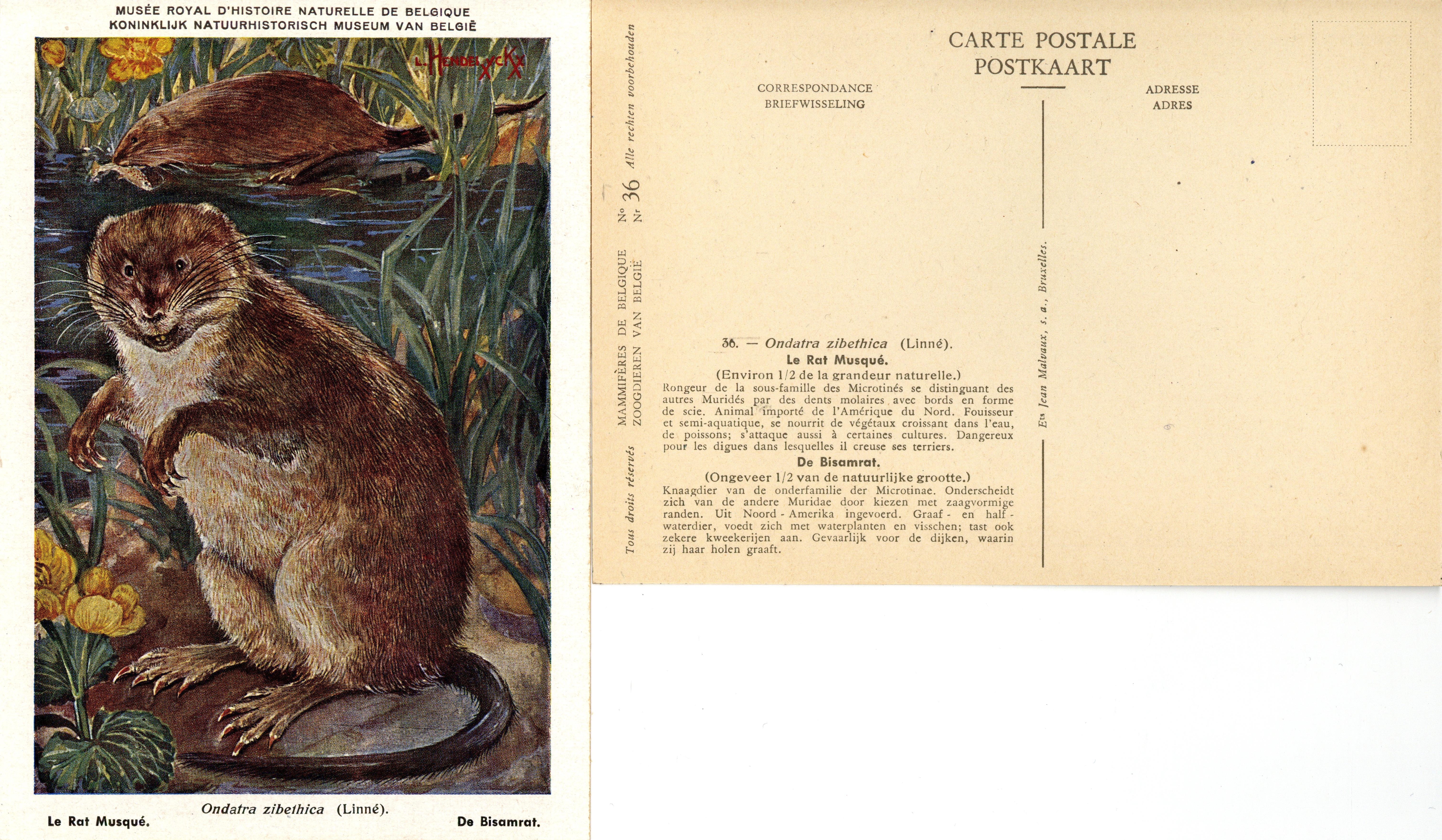 036 Le Rat Musqué - De Bisamrat.jpg