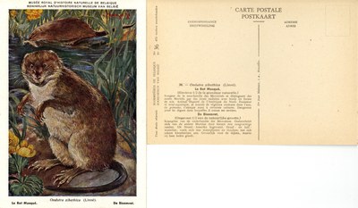 036 Le Rat Musqué - De Bisamrat.jpg