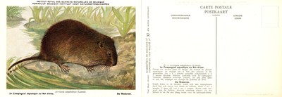 037 Le Campagnol aquatique ou Rat d'eau - De Waterrat.jpg