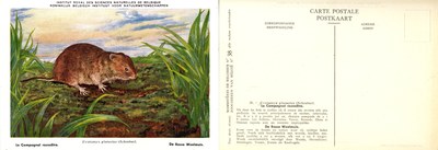 038 Le Campagnol roussâtre - De Rosse Woelmuis.jpg