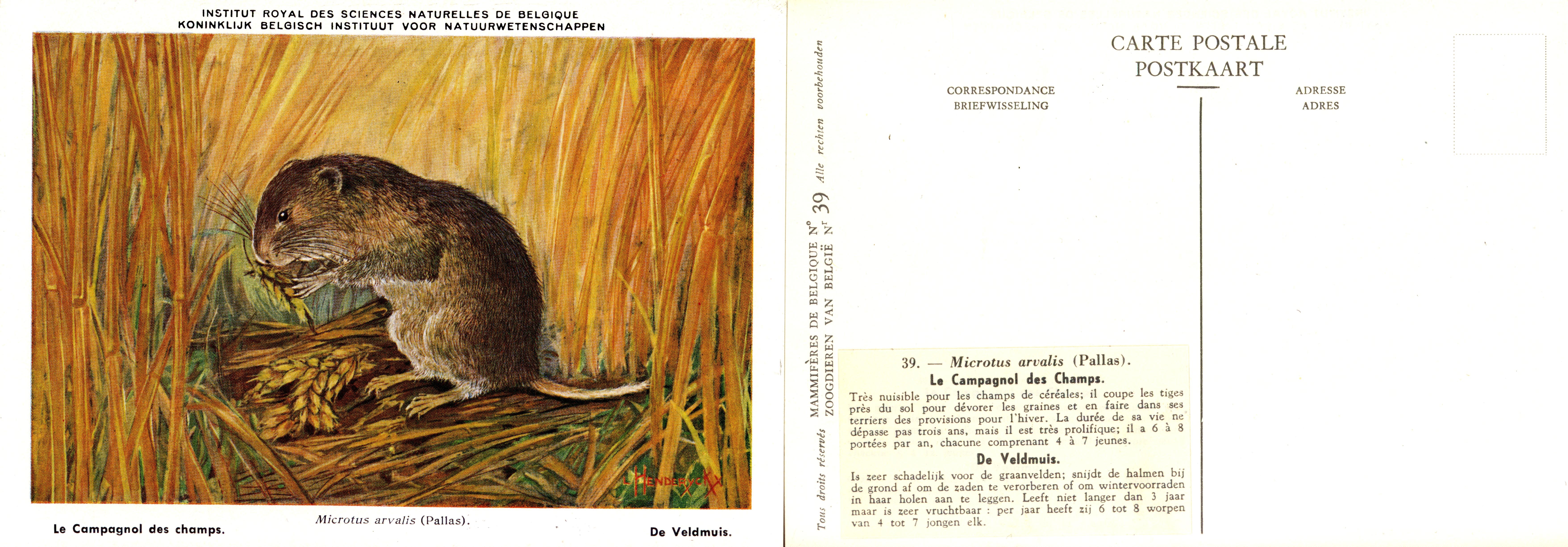 039 Le Campagnol des Champs - De Veldmuis.jpg