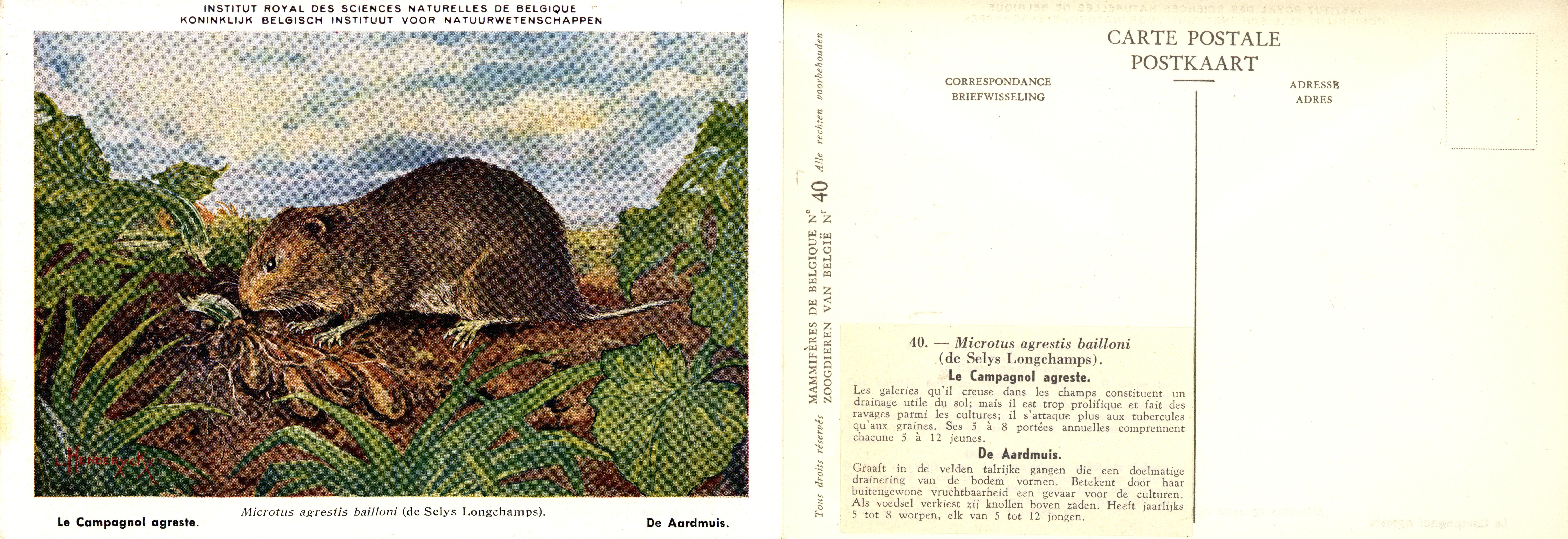 040 Le Campagnol agrese - De Aardmuis.jpg