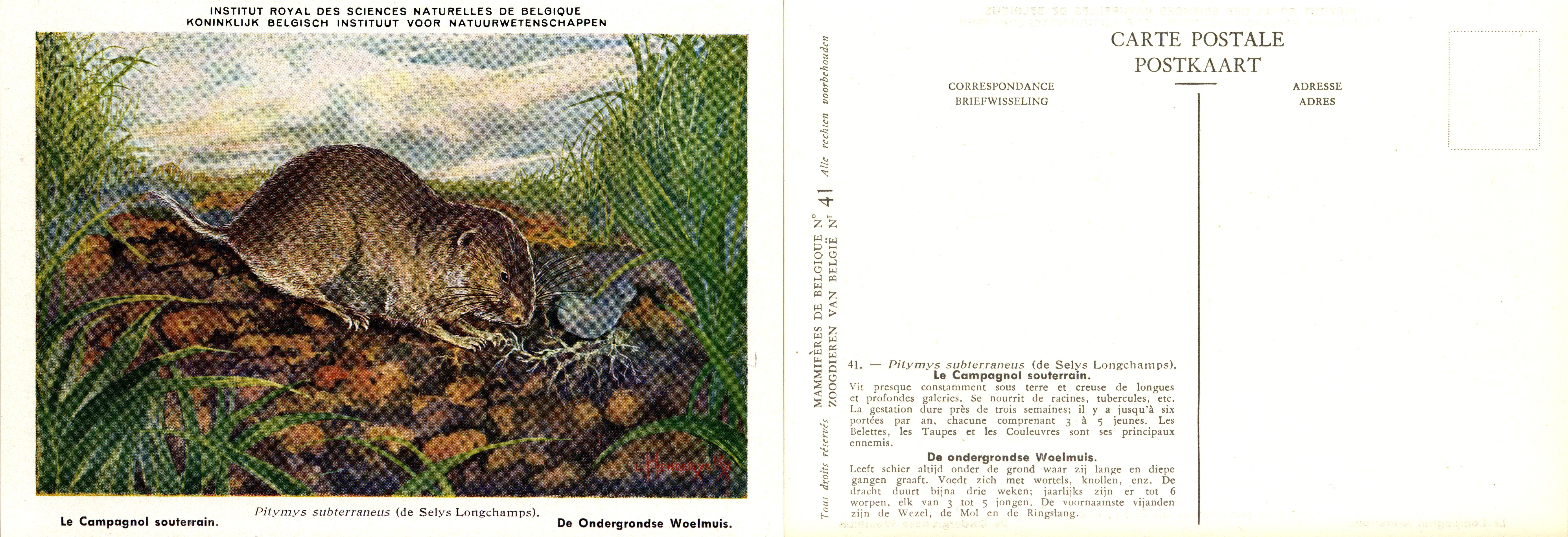041 Le Campagnol souterrain - De Ondergrondse Woelmuis.jpg