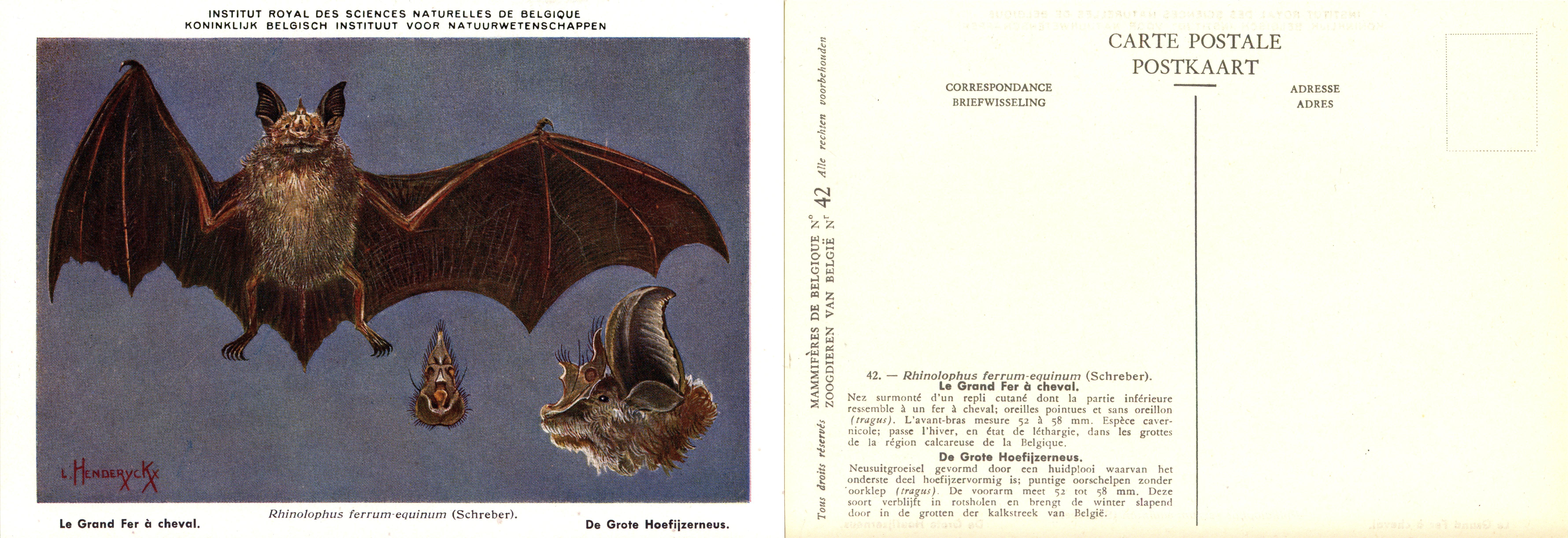 042 Le Grand Fer à cheval - De Grote Hoefijzerneus.jpg