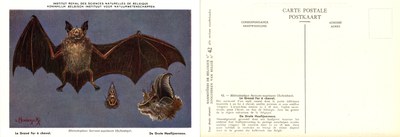 042 Le Grand Fer à cheval - De Grote Hoefijzerneus.jpg