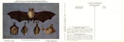 043 Le Petit Fer à cheval - De Kleine Hoefijzerneus.jpg